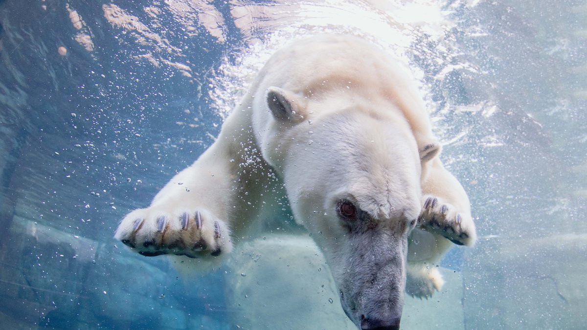 Iscool. Bläddra vidare för att läsa mer om den fascinerande polarbjörnen.