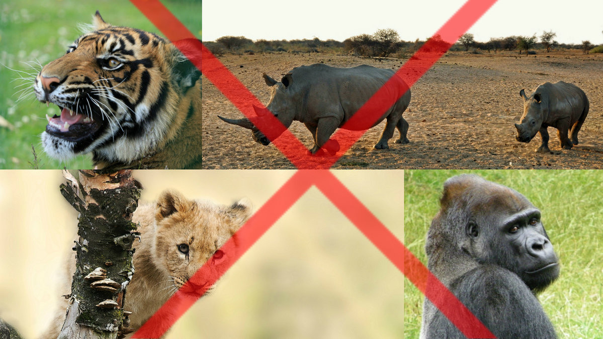 Det är stor risk att massor av våra allra häftigaste djur helt kommer försvinna inom hundra år.
