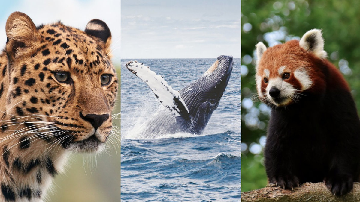 Leopard, blåval, röd panda.