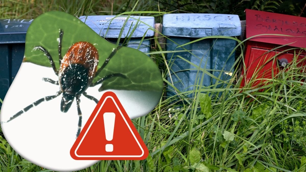 Exotiska fästingarna du ska hålla koll på i vår