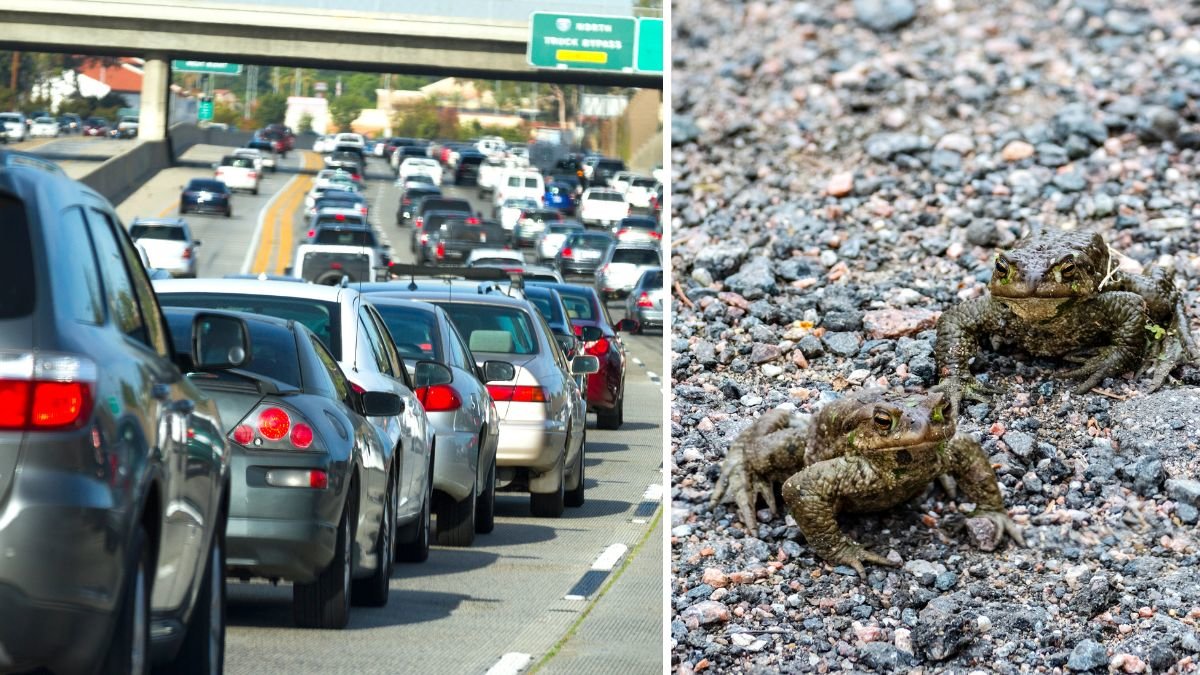 Bilister bröt mot grodregeln – fick böter på hundralappar