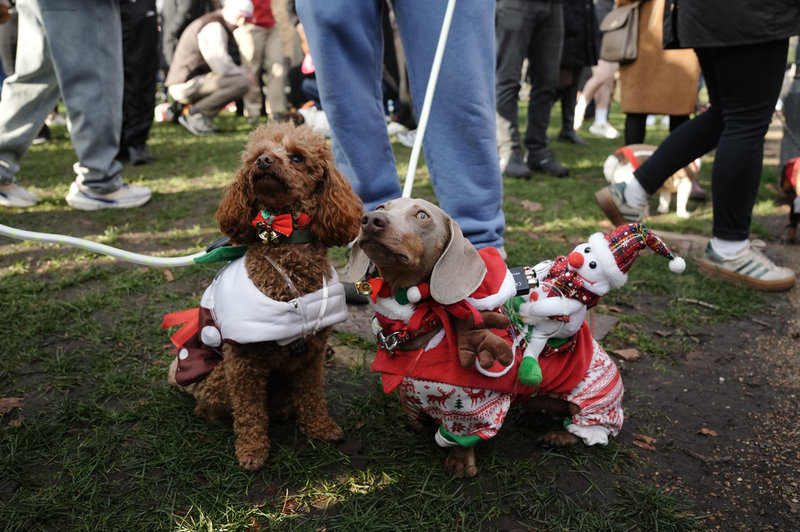 Även andra hundraser var på plats.