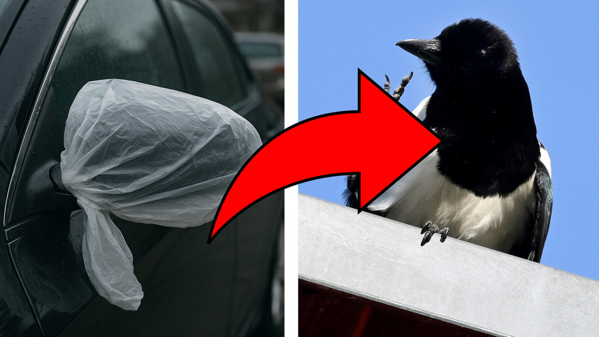 Så här skyddar plastpåsar backspeglarna – En enkel lösning för säkrare parkering!