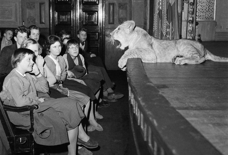 Ett okänt, uttråkat lejon är en av många som har uppträtt på Konserthuset genom åren. Han deltog vid en föreläsning 1959. Arkivbild.