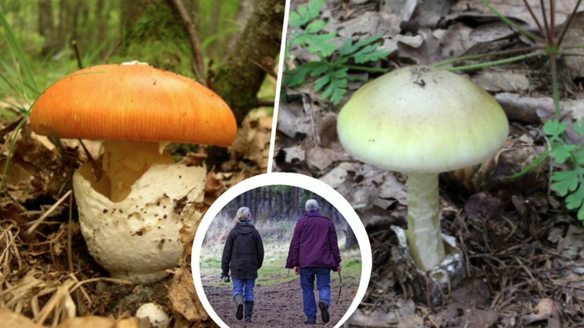 Två olika flugsvampar och ett par som promenerar i skogen.