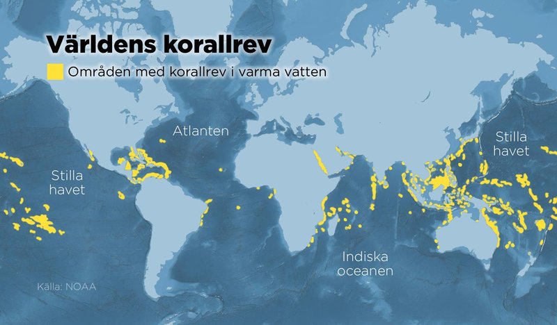 Kartan visar var världens korallrev i varma vatten finns.
