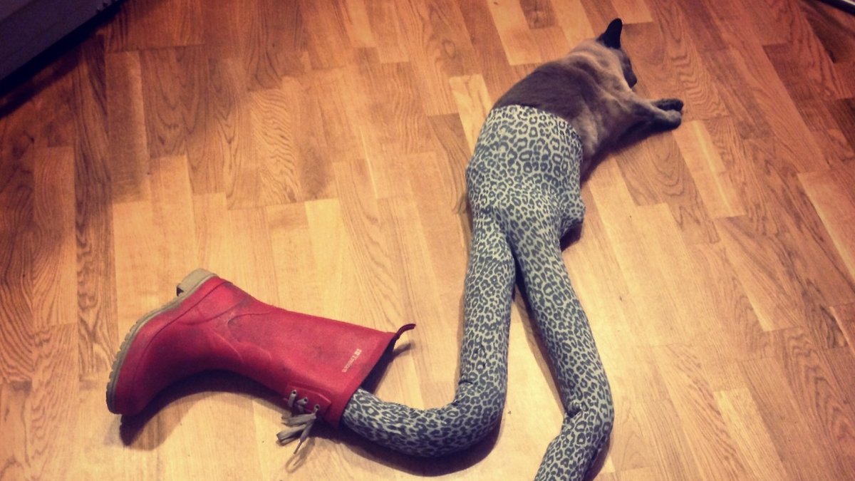 "We can't stop laughing at these photos of cats wearing tights", skriver Daily Dot.