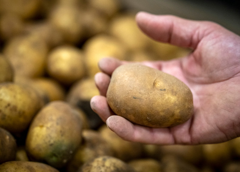 En potatis angripen av svampsjukdomen silverskorv är en svampsjukdom hos odlaren Anders Andersson på Hörtegården utanför Skivarp.