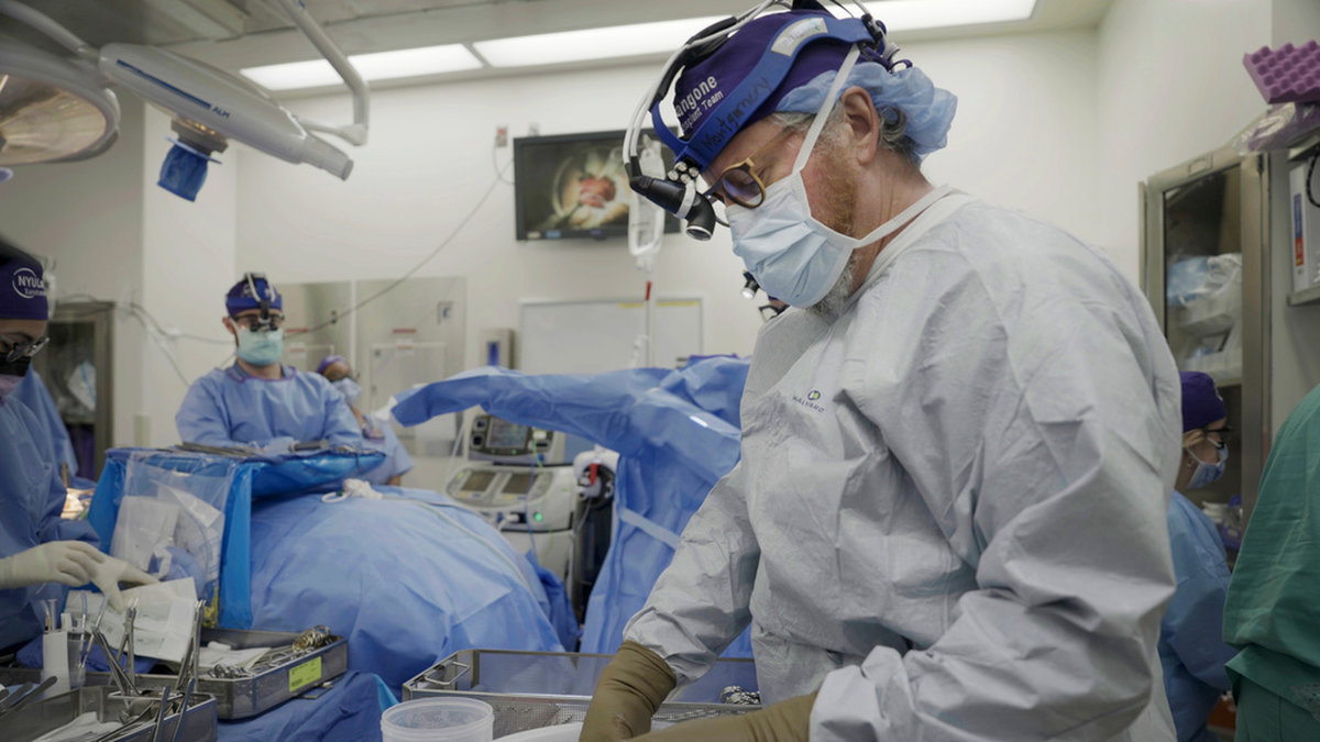Doktor Robert Montgomery förbereder en grisnjure för transplantation den 14 juli. Arkivbild.