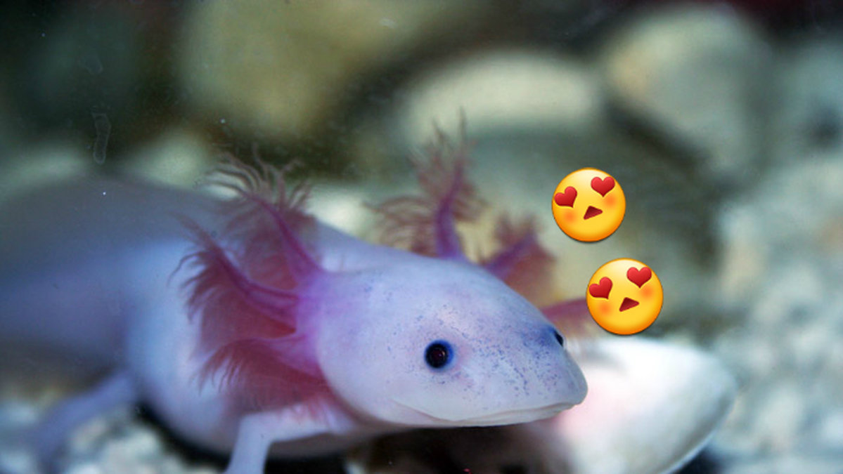 En axolotl är inte bara sjukt söt, den har även superkrafter