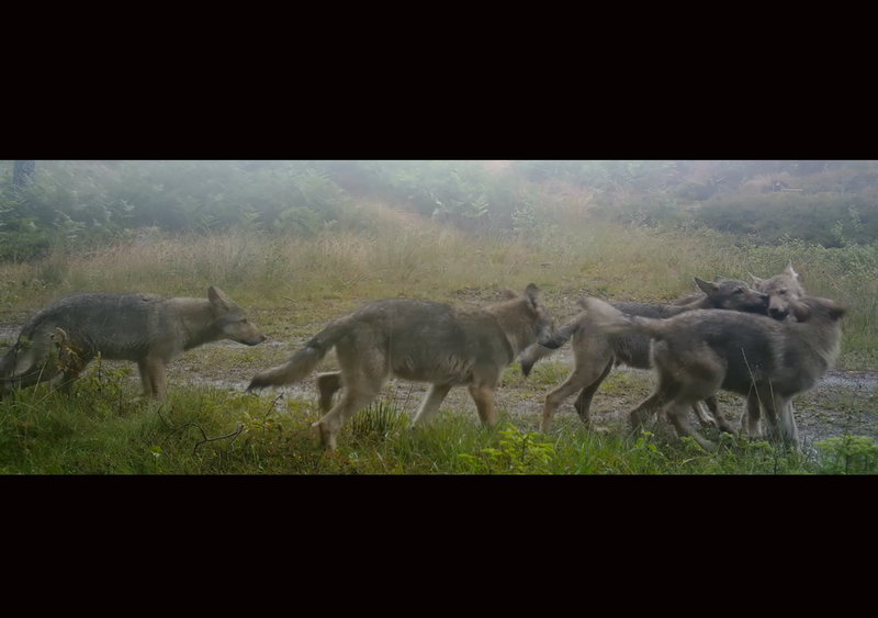 Vargvalpar. Foto: Länsstyrelsen Jönköping /TT Vargvalpar. Foto: Länsstyrelsen Jönköping /TT