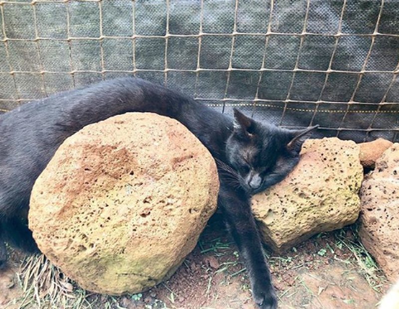 Katt vilar på sten Katt vilar på sten