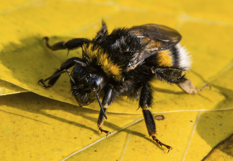Värmeböljorna är besvärliga för humlorna och det påverkar även pollineringen av grödor. Arkivbild.