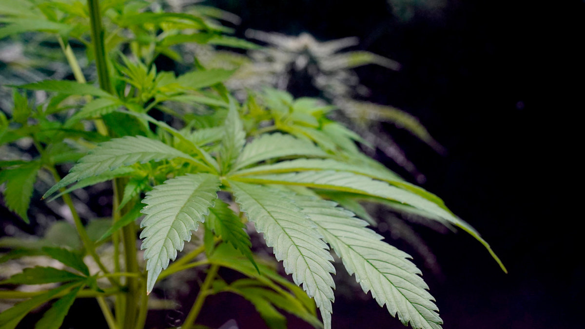 En man och en kvinna har häktats misstänkta för att ha odlat cannabis. Arkivbild.