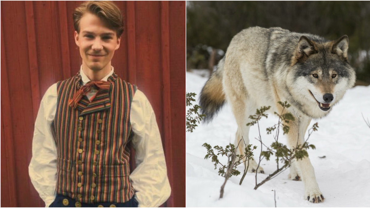Gustav Ericsson (M) skriver om att Dalarna har stora problem med vargar.