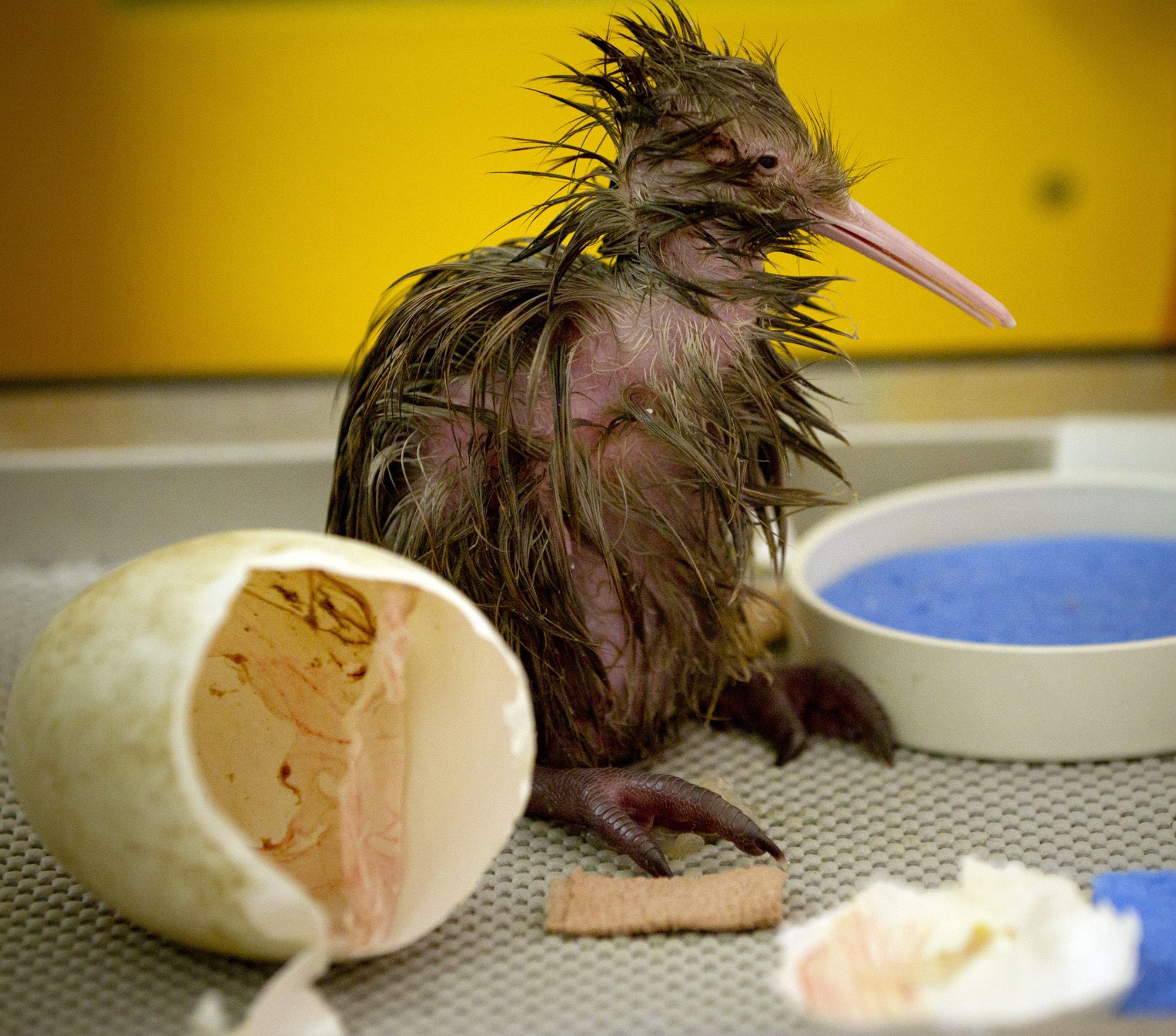 ...En Kiwi-fågel! Dom här sötnosarna kan inte flyga och finns endast på Nya Zeeland. ...En Kiwi-fågel! Dom här sötnosarna kan inte flyga och finns endast på Nya Zeeland.