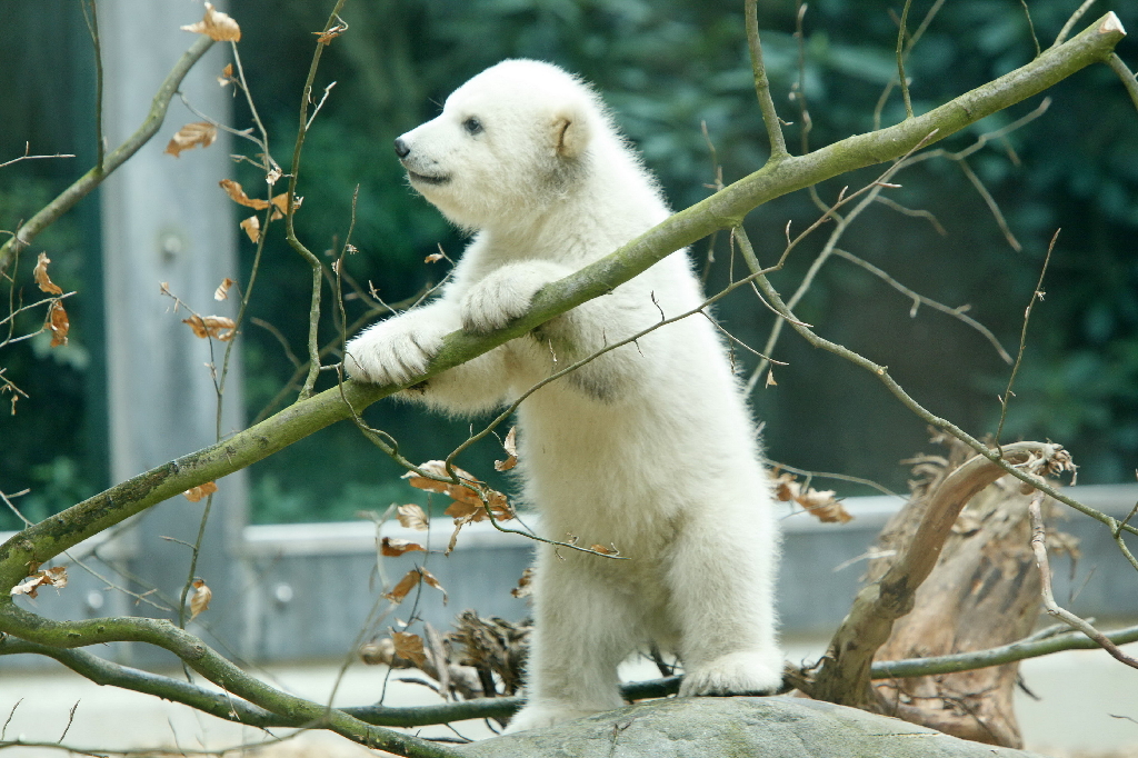 Den söta isbjörnsungen står och spanar på vad hon ska hitta på härnäst. 
