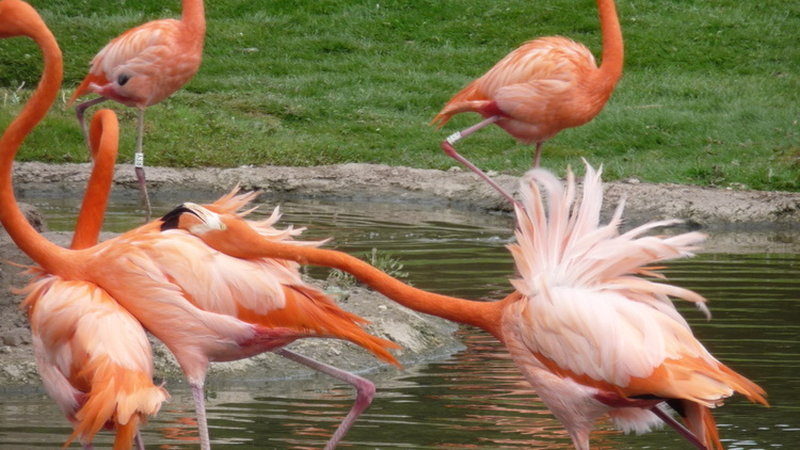 En aggressiv karibisk flamingo snäser av en annan. Enligt en brittisk studie söker sig flamingor till de som har liknande 'personlighet'.
