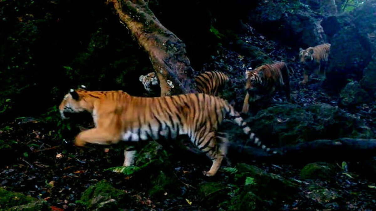 En tigermamma med tre ungar i västra Thailand har fångats på bild.