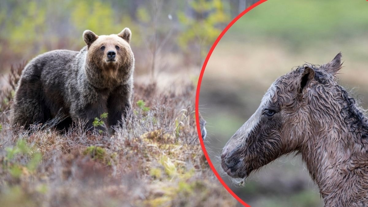 Björnattack utanför Umeå – dödade föl