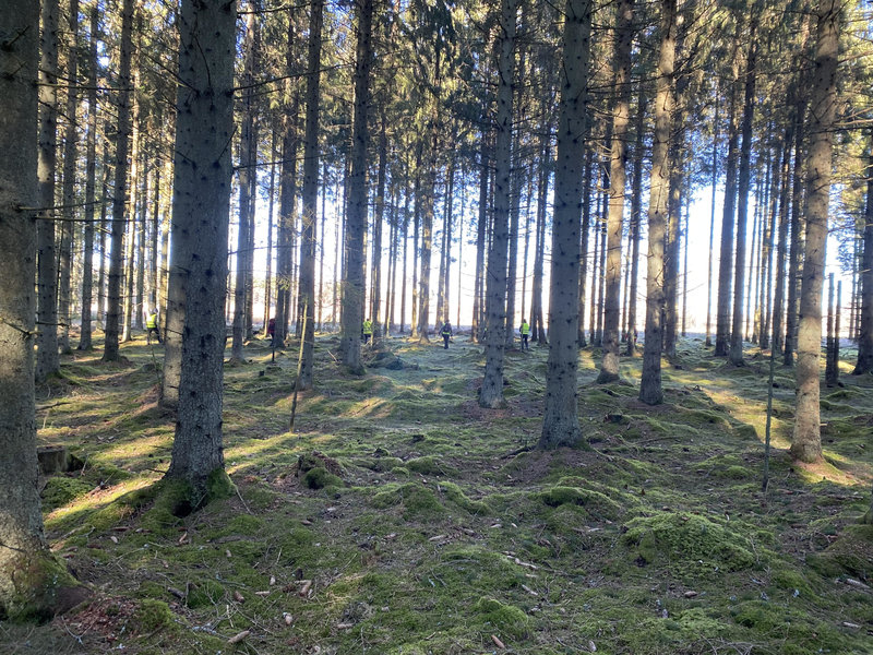 Ett av söken i Ljungbys skogar. Ett av söken i Ljungbys skogar.