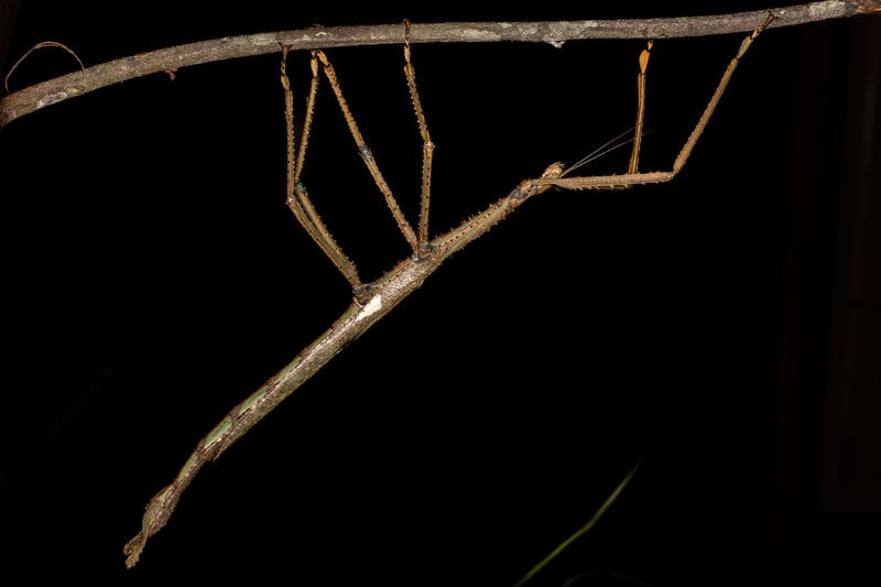 Den nyupptäckta insekten Acrophylla alta.