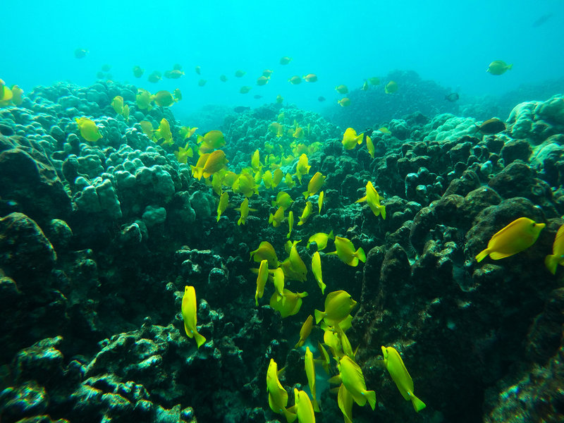 Fiskarna skimrar i gult, grönt och rött, men korallerna har förlorat alla sina färger. Bilden är tagen 2019 utanför Hawaii där korallreven har drabbats hårt av de allt varmare vattentemperaturerna.