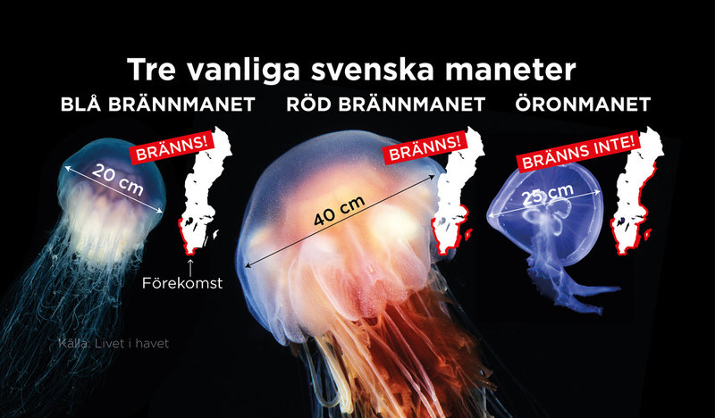 Fakta om blå brännmanet, röd brännmanet och öronmanet.
